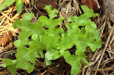 Gruptaki erken marul