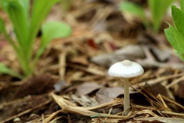 Saman üzerinde mantar