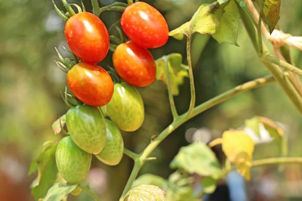 Branches Tomates Cerises — Photo