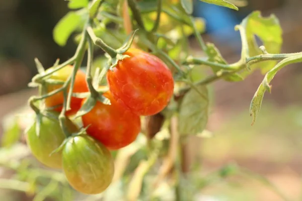 Gałęzie Pomidorów Cherry — Zdjęcie stockowe