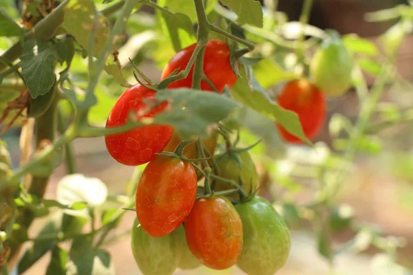 Ramas Tomate Cherry — Foto de Stock