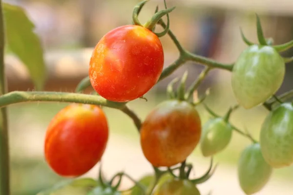 Gałęzie Pomidorów Cherry — Zdjęcie stockowe