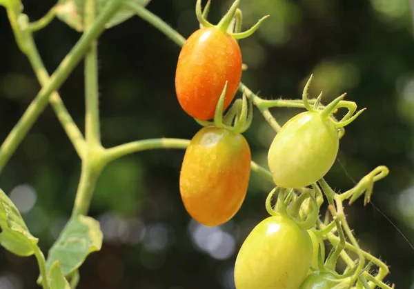 Gałęzie Pomidorów Cherry — Zdjęcie stockowe