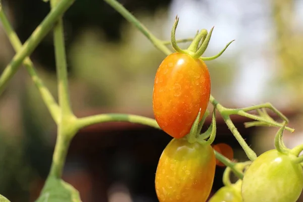 Ramas Tomate Cherry — Foto de Stock