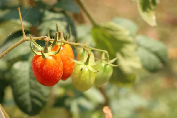 Ramas Tomate Cherry — Foto de Stock