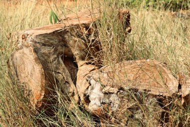 Eski ahşap güdük ağaç