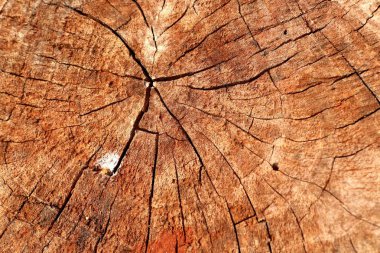 Eski ahşap güdük ağaç