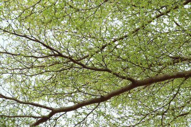 Gökyüzünde yeşil yapraklar