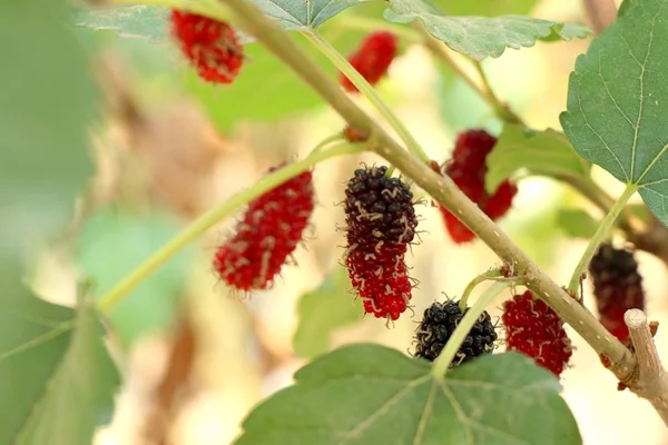 Mulberry Branch — Stock Photo, Image