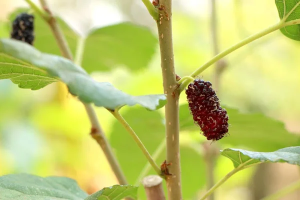 Mulberry Branch — Stock Photo, Image