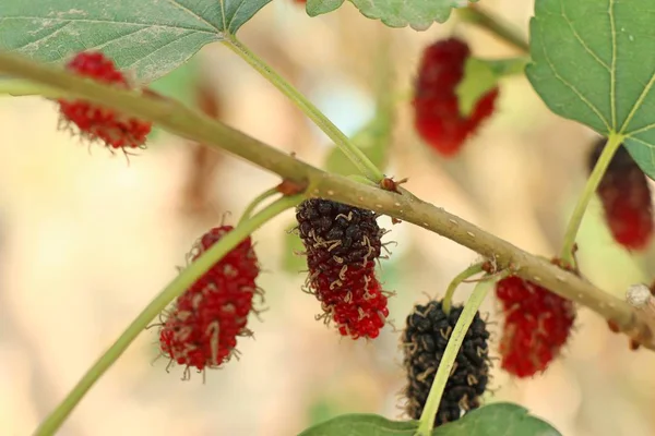 Mulberry Branch — Stock Photo, Image