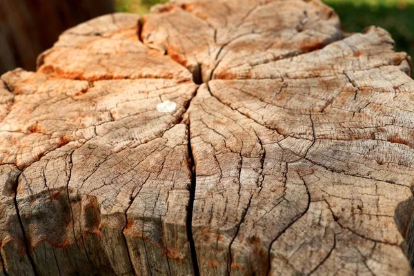 老木材树桩树 — 图库照片