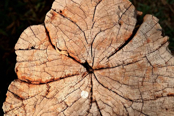 Boom Van Stronk Oud Hout — Stockfoto