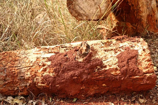 Термиты Дереве — стоковое фото
