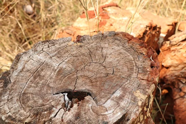 Boom Van Stronk Oud Hout — Stockfoto