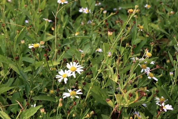 Daisy Flower Tropische — Stockfoto