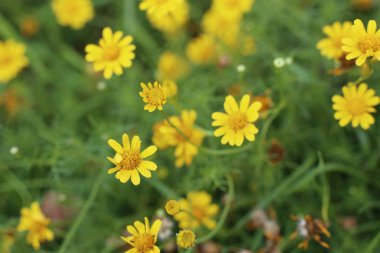 Tropikal papatya çiçeği 