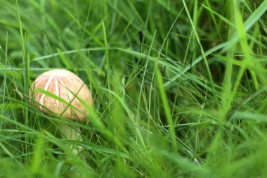 Çimlerin üzerinde mantar