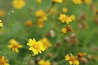 Tropikal papatya çiçeği 