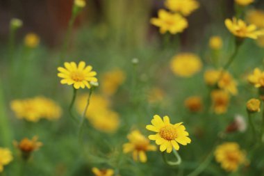 Tropikal papatya çiçeği 