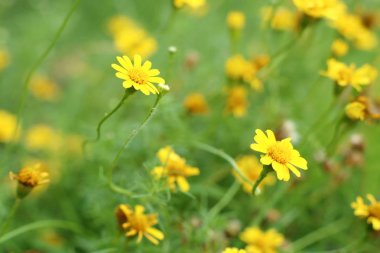 Tropikal papatya çiçeği 