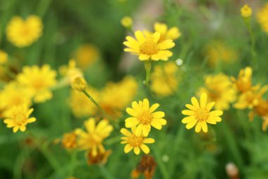 Tropikal papatya çiçeği 