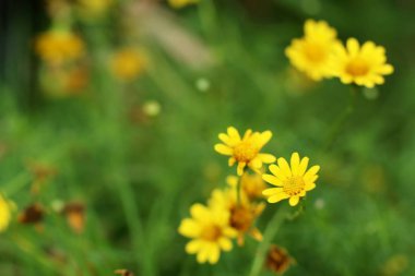 Tropikal papatya çiçeği 