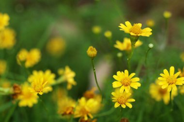 Tropikal papatya çiçeği 
