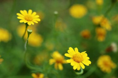 Tropikal papatya çiçeği 