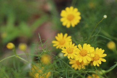Tropikal papatya çiçeği 