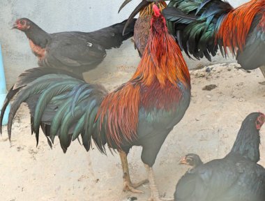 Gamecocks Hayvanat Bahçesi kafeste 