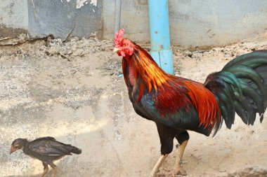 Gamecocks Hayvanat Bahçesi kafeste 