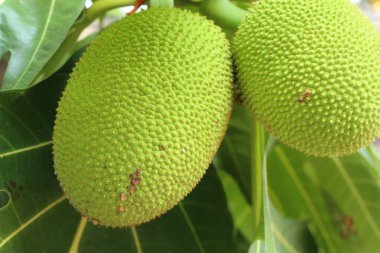 Tropikal meyveler ağaç