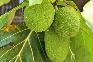 Tropikal meyveler ağaç