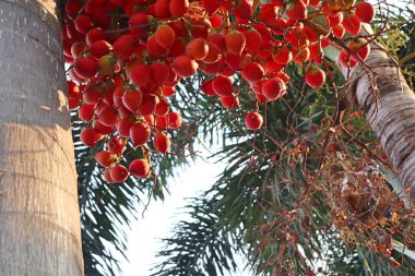 Tembul palmiye ağacı üzerinde