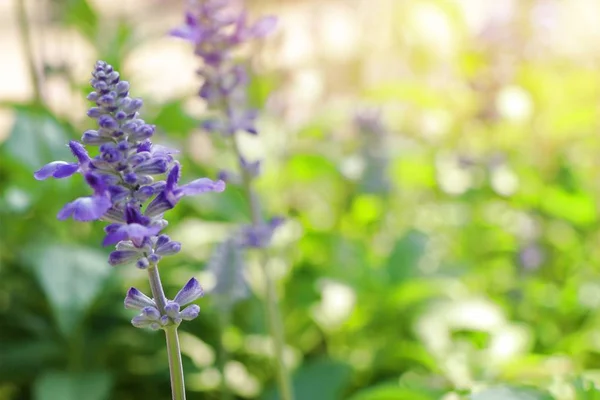 熱帯にサルビアの花 — ストック写真