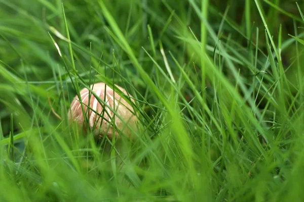 Champignon sur l'herbe — Photo