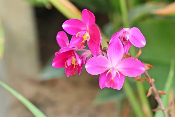 Flor de orquídea rosa en tropical — Foto de Stock