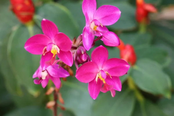 Flor de orquídea rosa en tropical — Foto de Stock