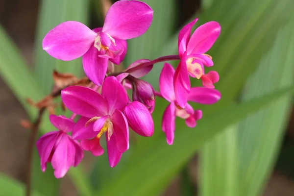 Flor de orquídea rosa en tropical — Foto de Stock