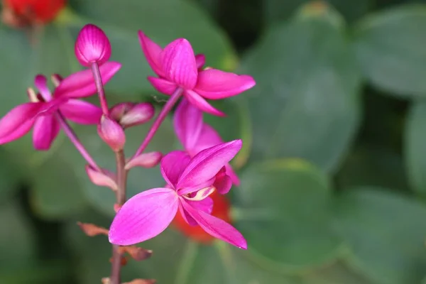 Różowy kwiat orchidei w tropikalnych — Zdjęcie stockowe