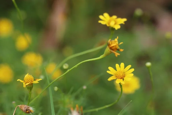 Daisy flower in tropische — Stockfoto