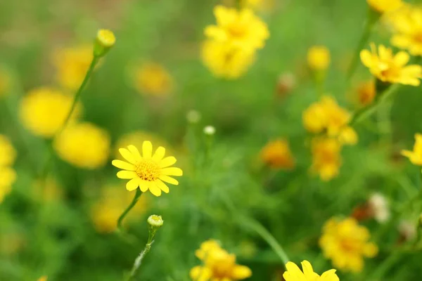 Daisy flower in tropische — Stockfoto