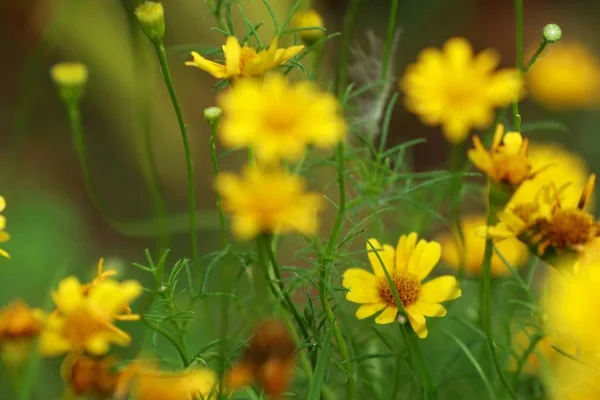 Fleur de marguerite en tropical — Photo