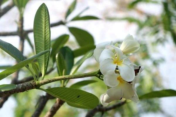 Flores tropicales frangipani blanco —  Fotos de Stock