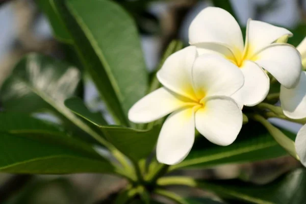 Tropikalne kwiaty biały frangipani — Zdjęcie stockowe