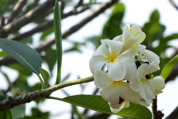 Flores tropicais frangipani branco — Fotografia de Stock