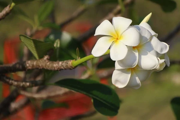 Tropiske blomster, hvite frangipani – stockfoto