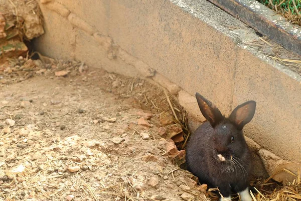 Rabbit in the zoo cage — Stock Photo, Image