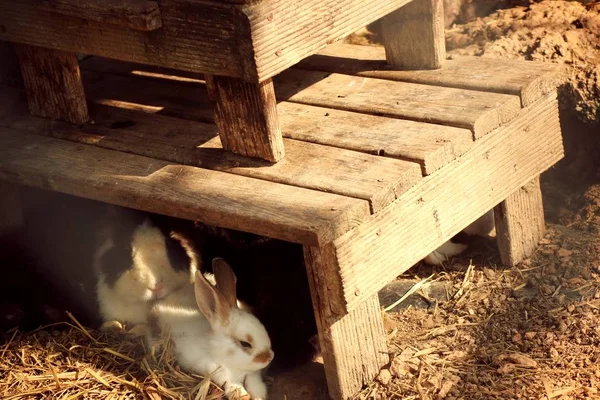 Rabbit in the zoo cage — Stock Photo, Image